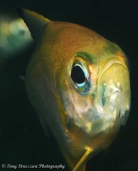 Pempheris affinis