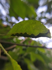 Euura leucosticta