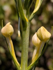 Platanthera × bicolor