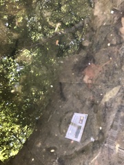 Salamandra salamandra