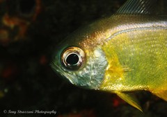 Pempheris affinis