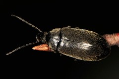Isomira