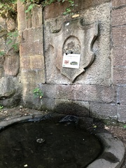 Salamandra salamandra