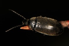 Isomira