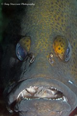 Acanthistius ocellatus