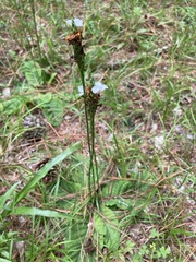 Elytraria caroliniensis