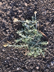 Pseudognaphalium sandwicensium