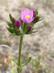 Centaurium littorale