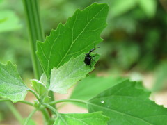 Cycnotrachelus cyanopterus