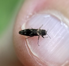Agrilus lecontei