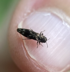 Agrilus lecontei