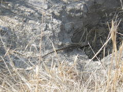Sceloporus occidentalis occidentalis