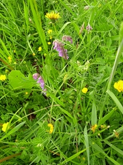 Vicia cracca