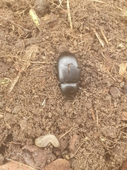 Coelometopus clypeatus