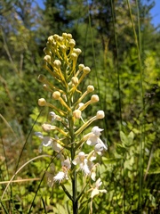 Platanthera × bicolor