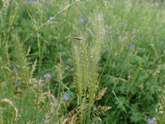 Hordeum secalinum