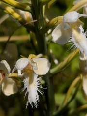Platanthera × bicolor