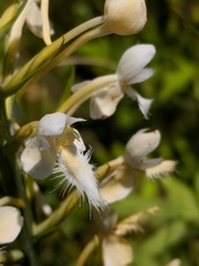 Platanthera × bicolor