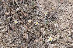 Malacothrix floccifera