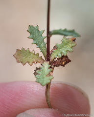 Malacothrix floccifera