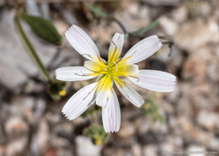 Malacothrix floccifera