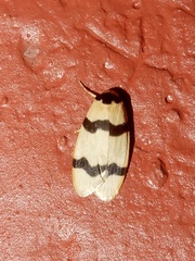 Padenia transversa