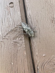 Chalcophora virginiensis