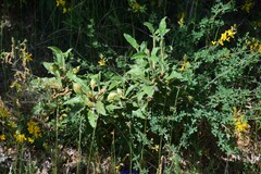 Adenocarpus complicatus