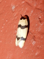 Padenia transversa