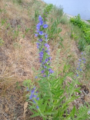 Echium vulgare