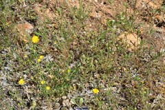 Trifolium angustifolium