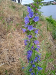 Echium vulgare