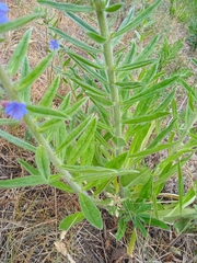 Echium vulgare