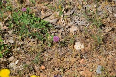 Trifolium scabrum