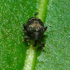 Tachyerges ephippiatus