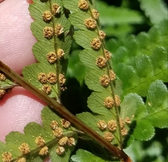 Dryopteris tokyoensis