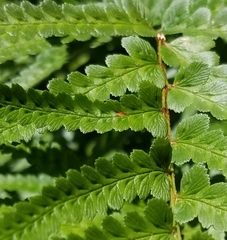 Dryopteris tokyoensis