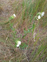Silene latifolia