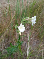Silene latifolia