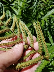 Dryopteris tokyoensis