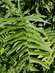 Dryopteris tokyoensis