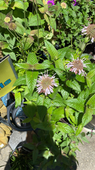Monarda bradburiana