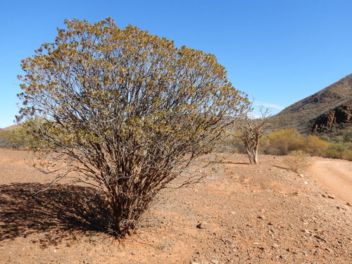 Image of Budda (Eremophila duttonii) by (c) Steve Doyle, some rights reserved (CC BY)