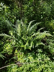 Dryopteris tokyoensis