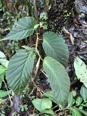 Ruizopavonia