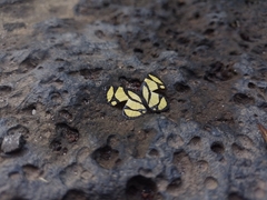 Baeotis zonata zonata