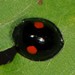 Scale-feeding Lady Beetles - Photo (c) Jason M Crockwell, some rights reserved (CC BY-NC-ND), uploaded by Jason M Crockwell