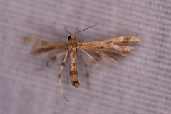 Geina periscelidactylus