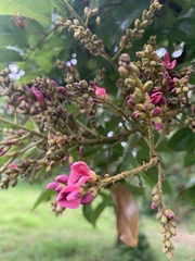 Andira