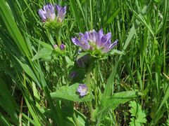 Campanula glomerata farinosa